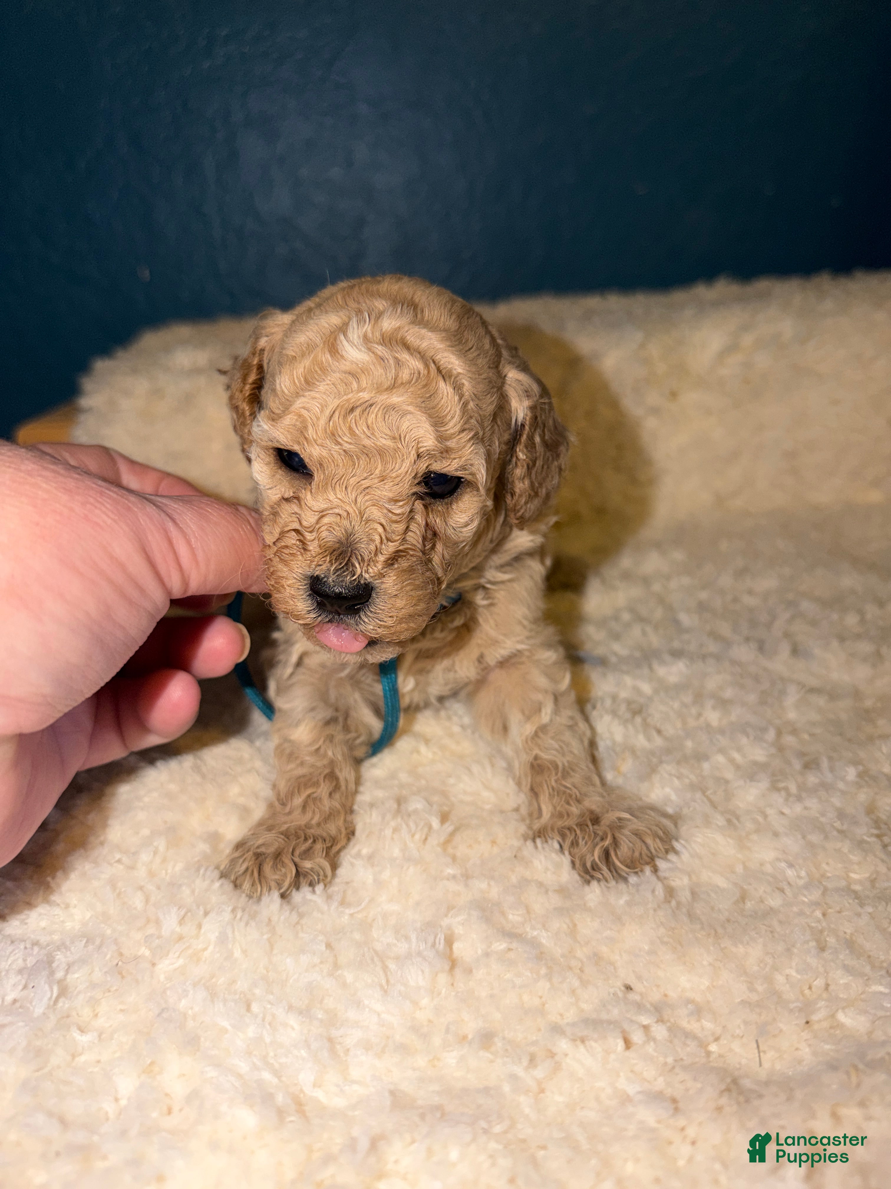 Miniature Poodle dogs AKC Miniature Poodle Male Bamboo - Ad 11