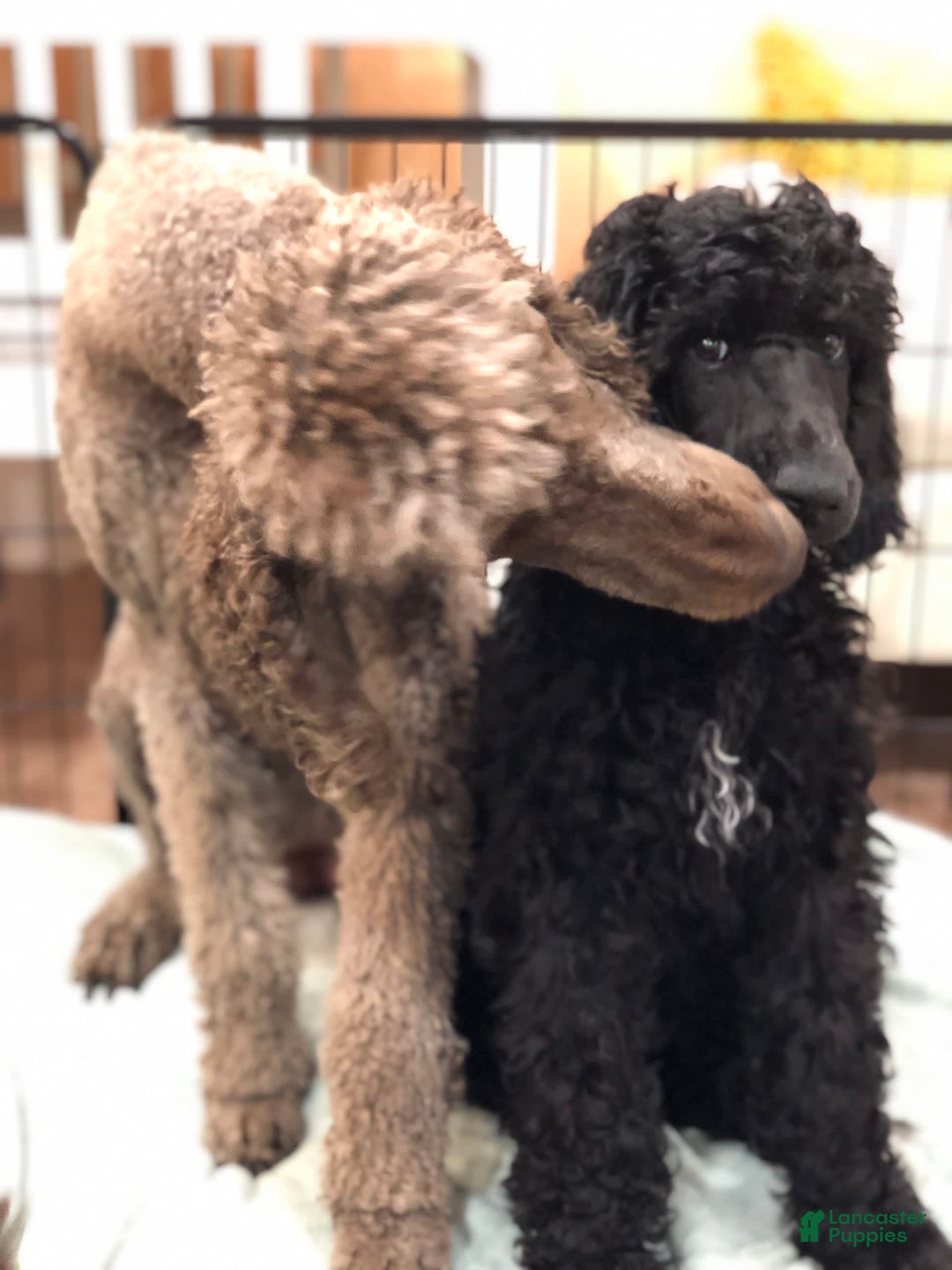 Gallery Image {{count}}