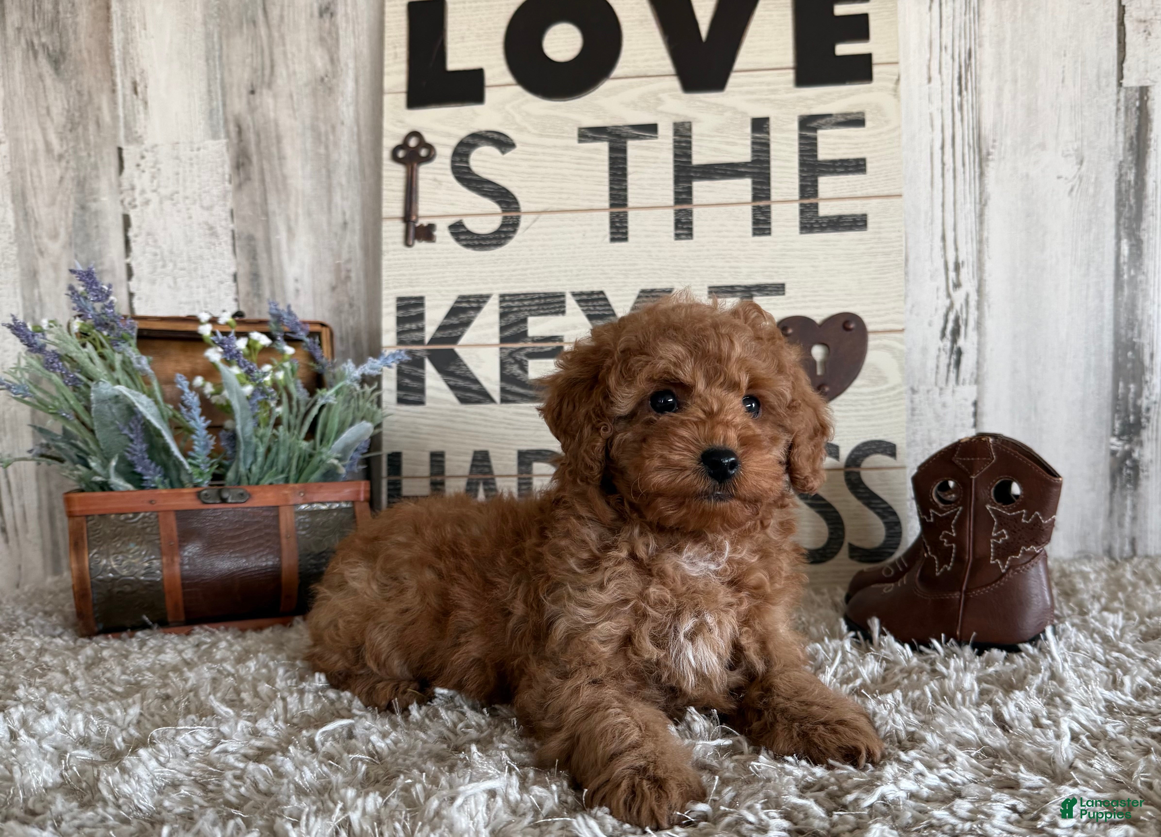 Toy Poodle dogs Valor - Ad 11