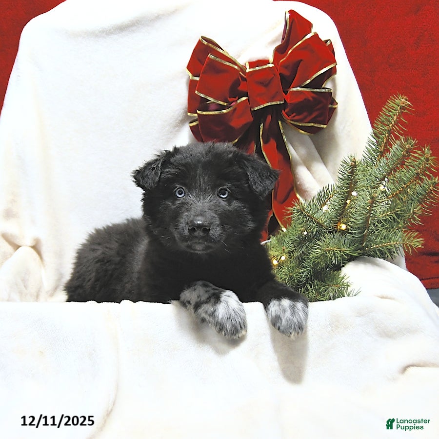 Mixed Breed dogs Midnight - Ad 34