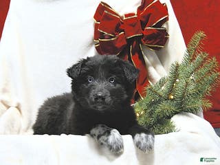 Mixed Breed dogs Midnight - Ad 36