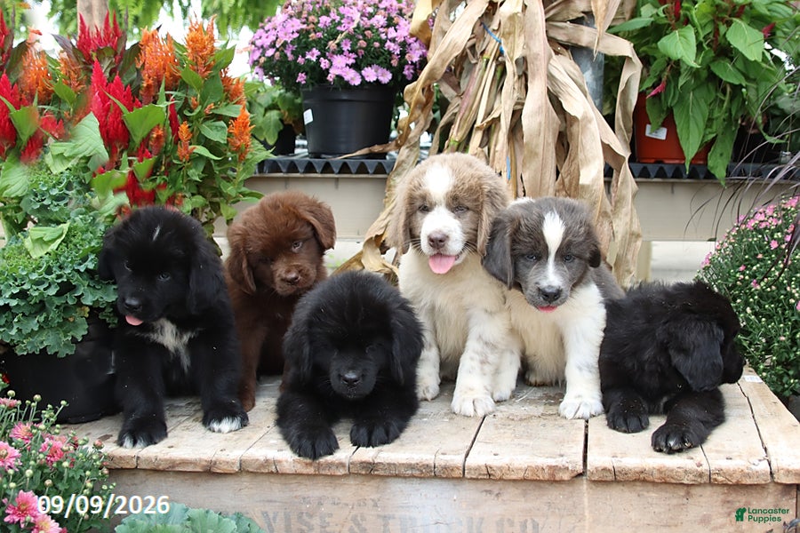 Newfoundland dogs Teddy Bear - Ad 2