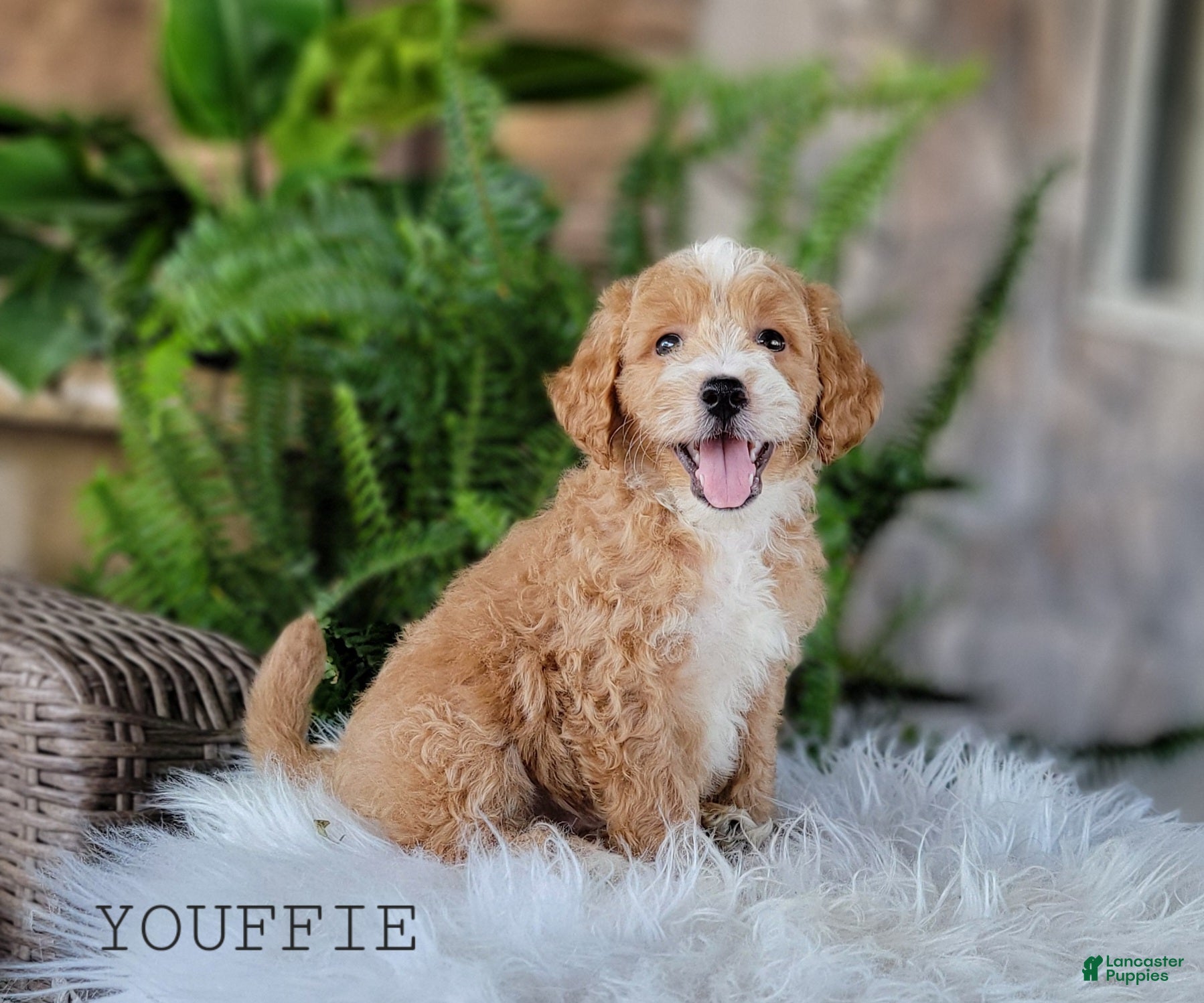 Mini Goldendoodle dogs Mini Goldendoodle 3 - Ad 2