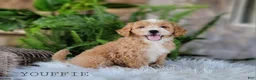 Mini Goldendoodle dogs for sale: Mini Goldendoodle 3 - Ad 2