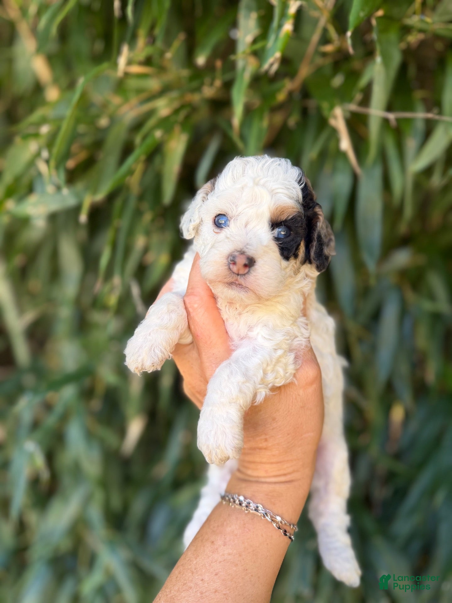 Cockapoo dogs Cockapoo 6 - Ad 1