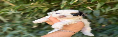 Cockapoo 6