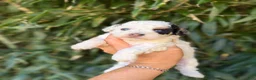 Cockapoo dogs for sale: Cockapoo 6 - Ad 1