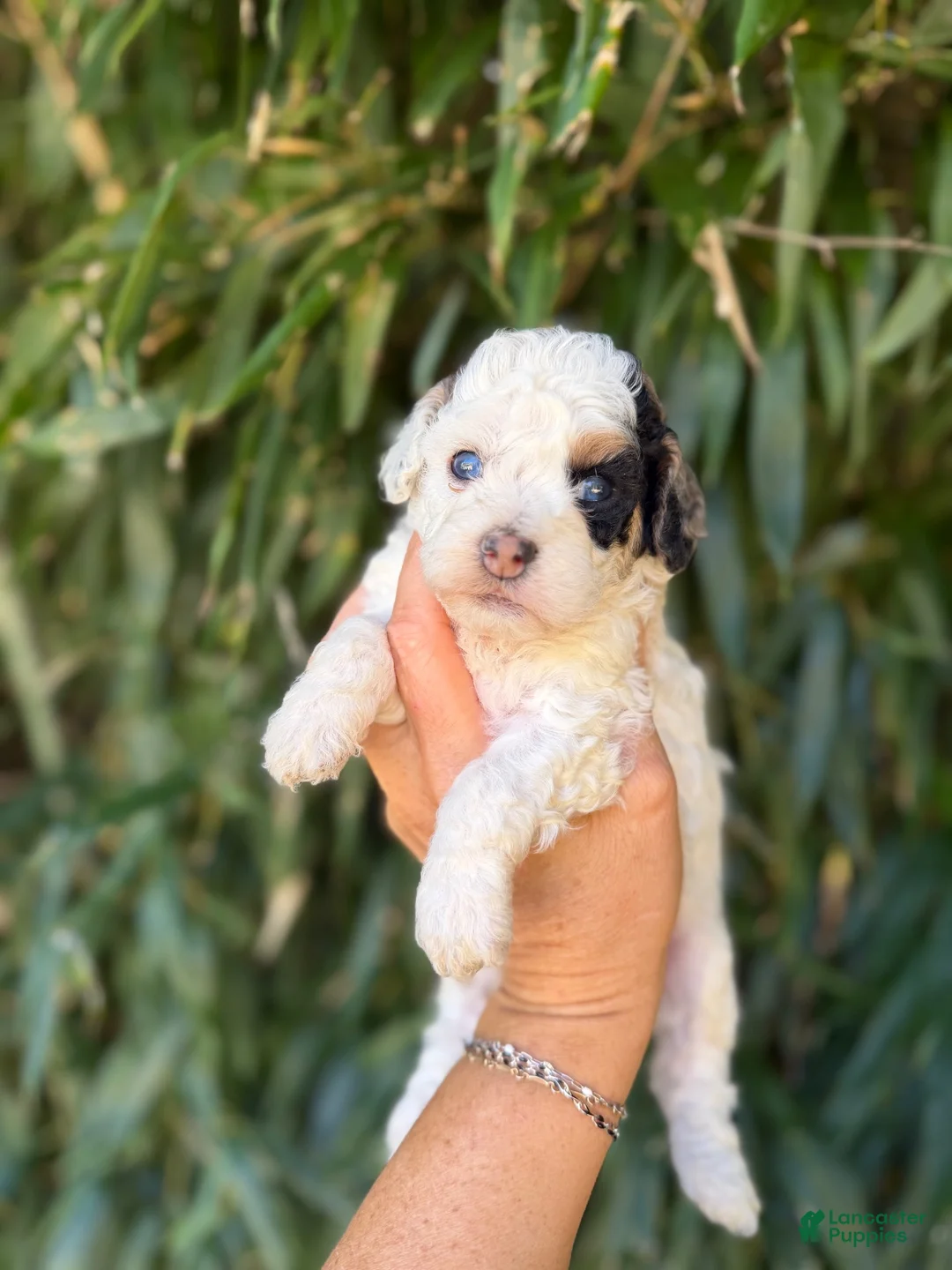 Cockapoo dogs for sale: Cockapoo 6 - Ad 1