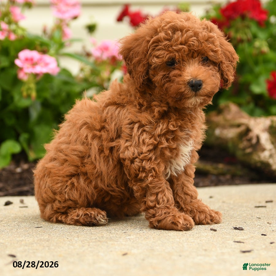 Miniature Poodle dogs Rosa  - Ad 1