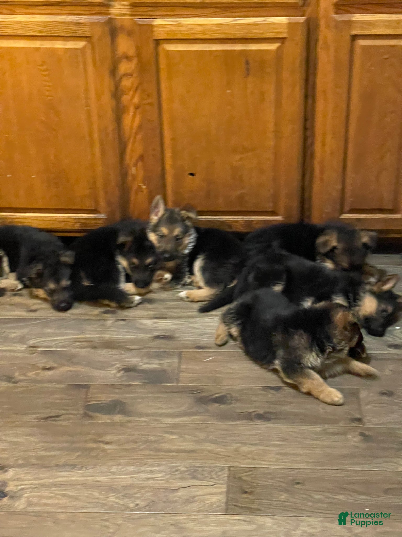 German Shepherd dogs Mighty max - Ad 35