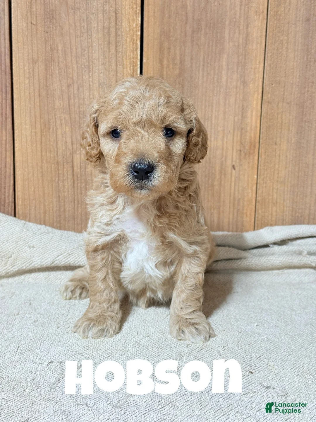 Mini Goldendoodle dogs for sale: Hobson, F1b Mini Goldendoodle - Ad 2