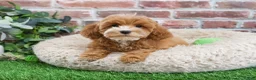 Cavapoo dogs for sale: Caleb - Ad 3