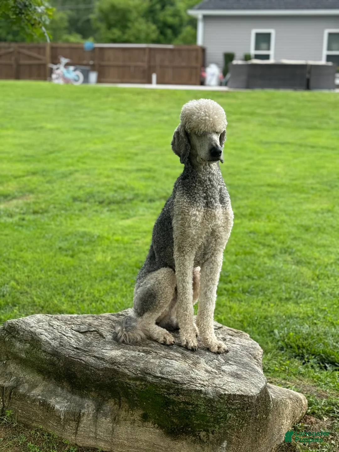 Standard Poodle dogs for stud: Brodie (OFA) - Ad 3