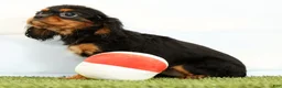 Cavalier King Charles Spaniel dogs for sale: Nala - Ad 4