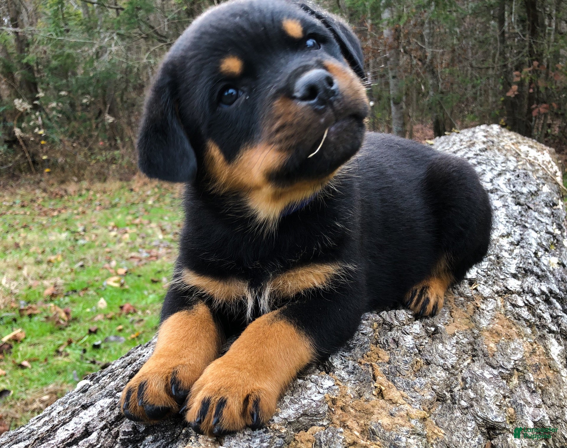 Rottweiler dogs Rottweiler 2 - Ad 4