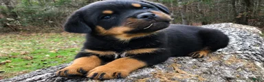 Rottweiler 2