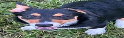 American Corgi dogs for sale: American Corgi 4 - Ad 1