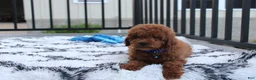 Miniature Poodle dogs for sale: Simba  - Ad 5