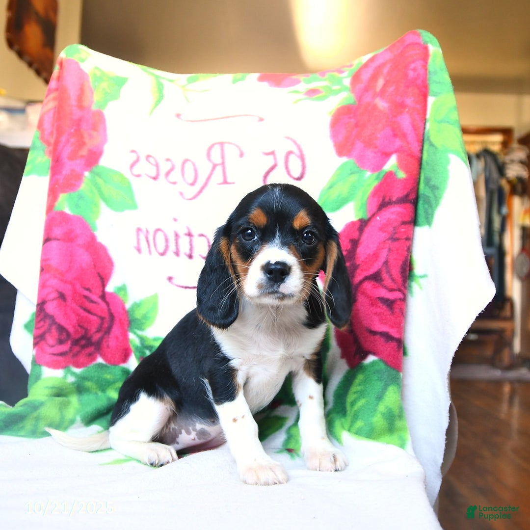 Beaglier dogs for sale: Ellie - Ad 2