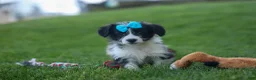 Corgipoo dogs for sale: NELSON - Ad 14