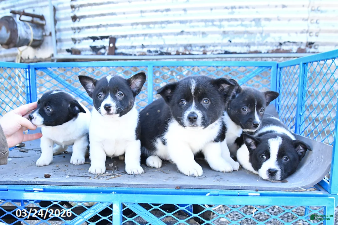 Mixed Breed dogs for sale: Litter of Mixed Breed - Ad 16