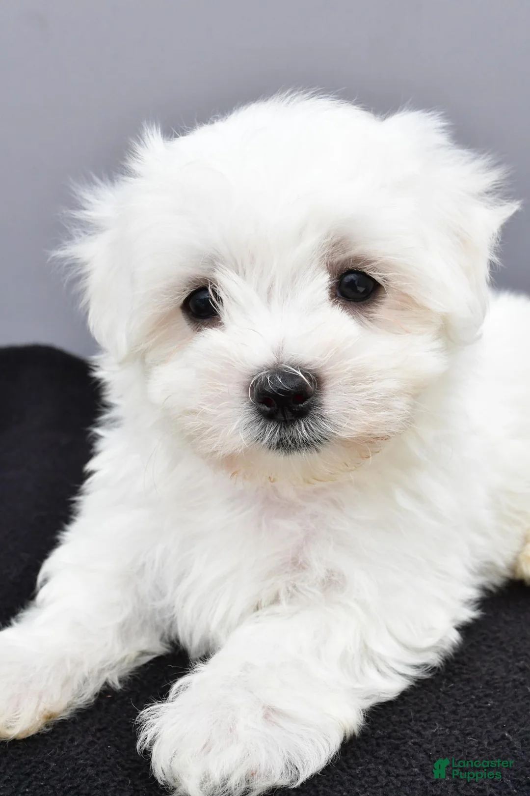Maltese dogs for sale: Teddy - Ad 10
