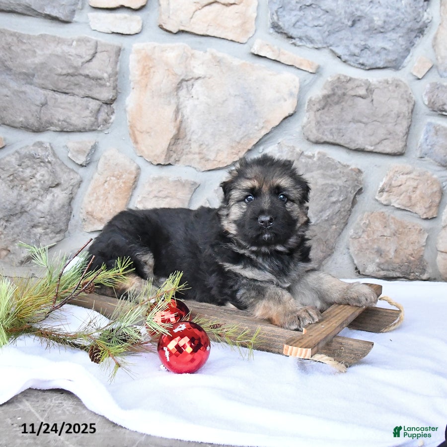 German Shepherd dogs Cash - Ad 35