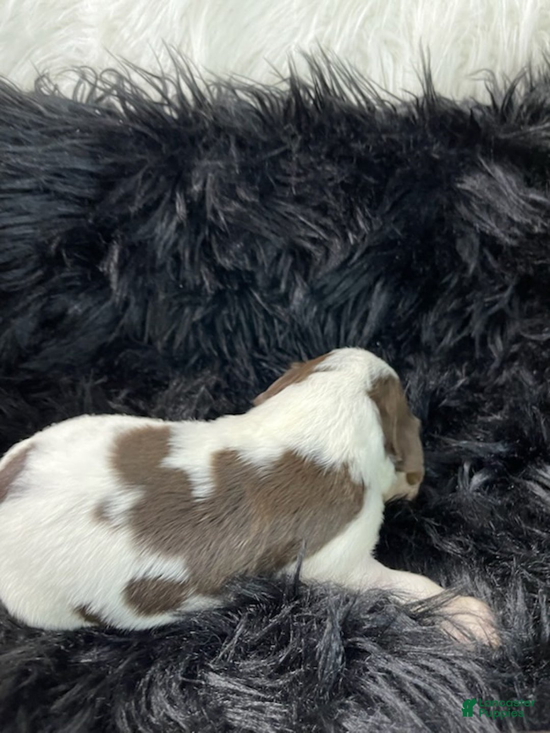 English Springer Spaniel dogs for sale: Rorey - Ad 2