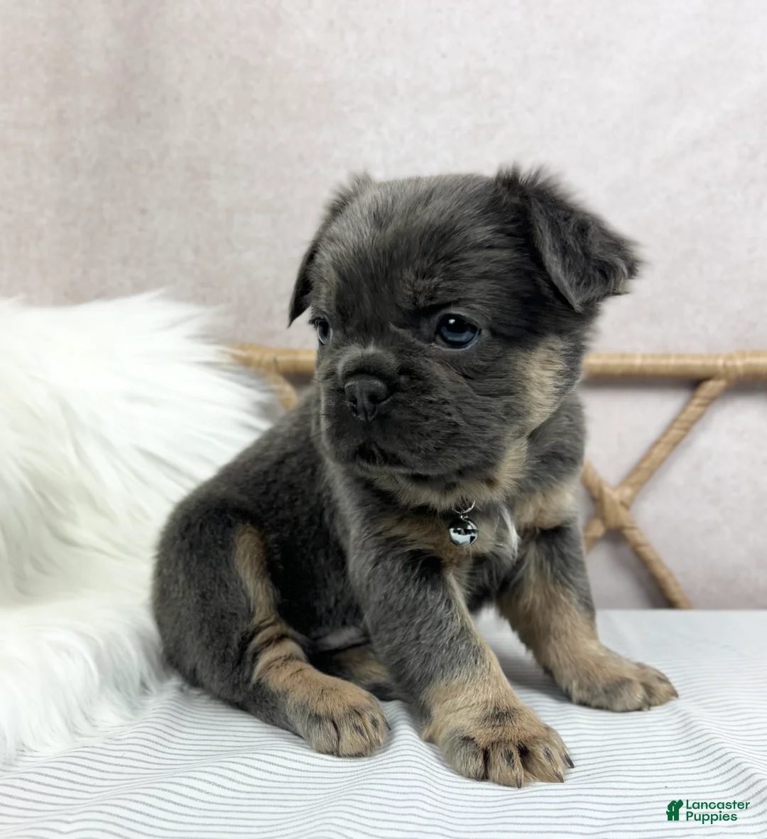 French Bulldog dogs for sale: French Bulldog Puppy 4 - Ad 2