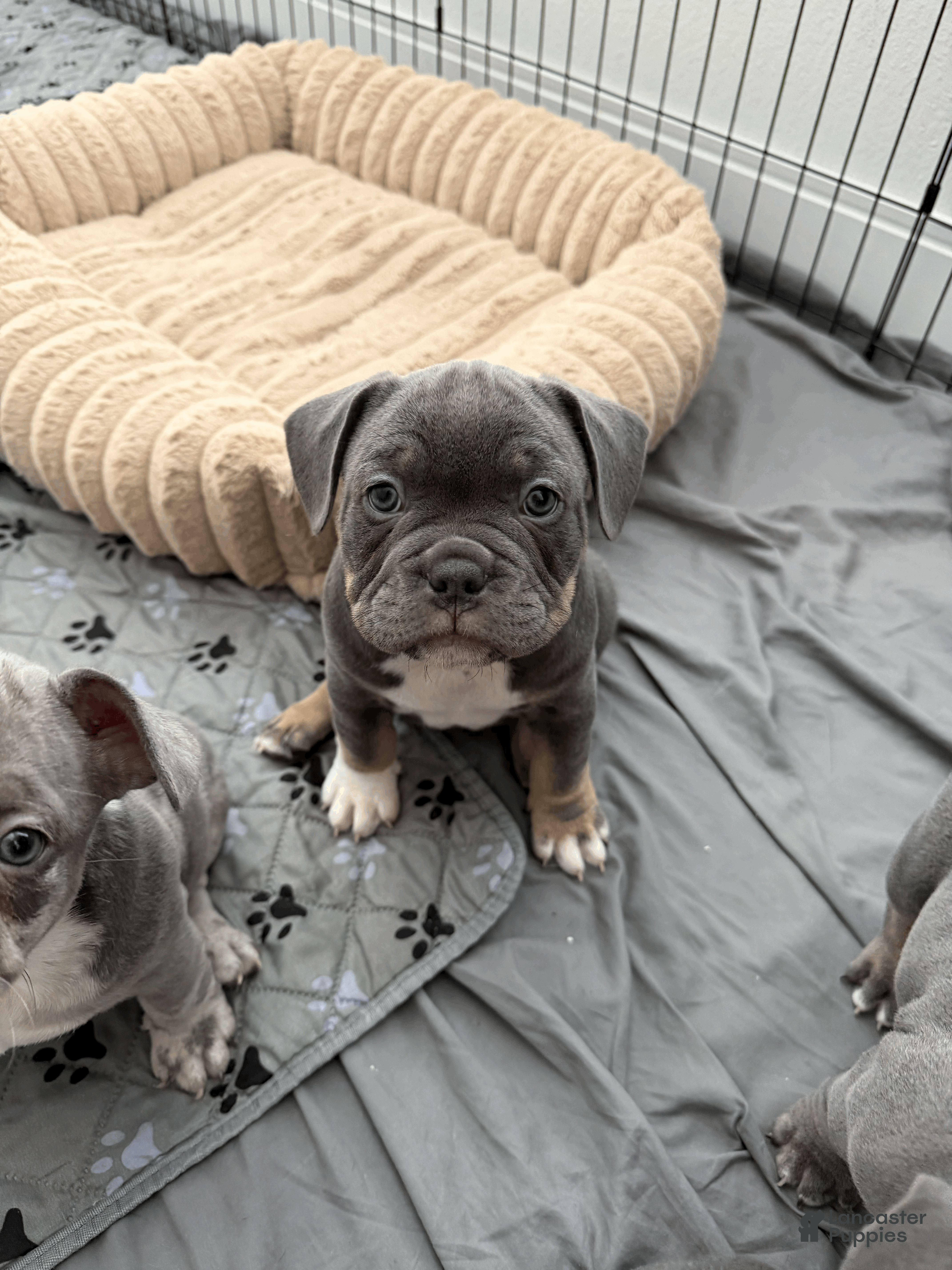 Mixed Breed dogs Blue Tricolored, Micro Bully Male - Ad 37
