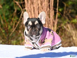 French Bulldog dogs - Ad 3