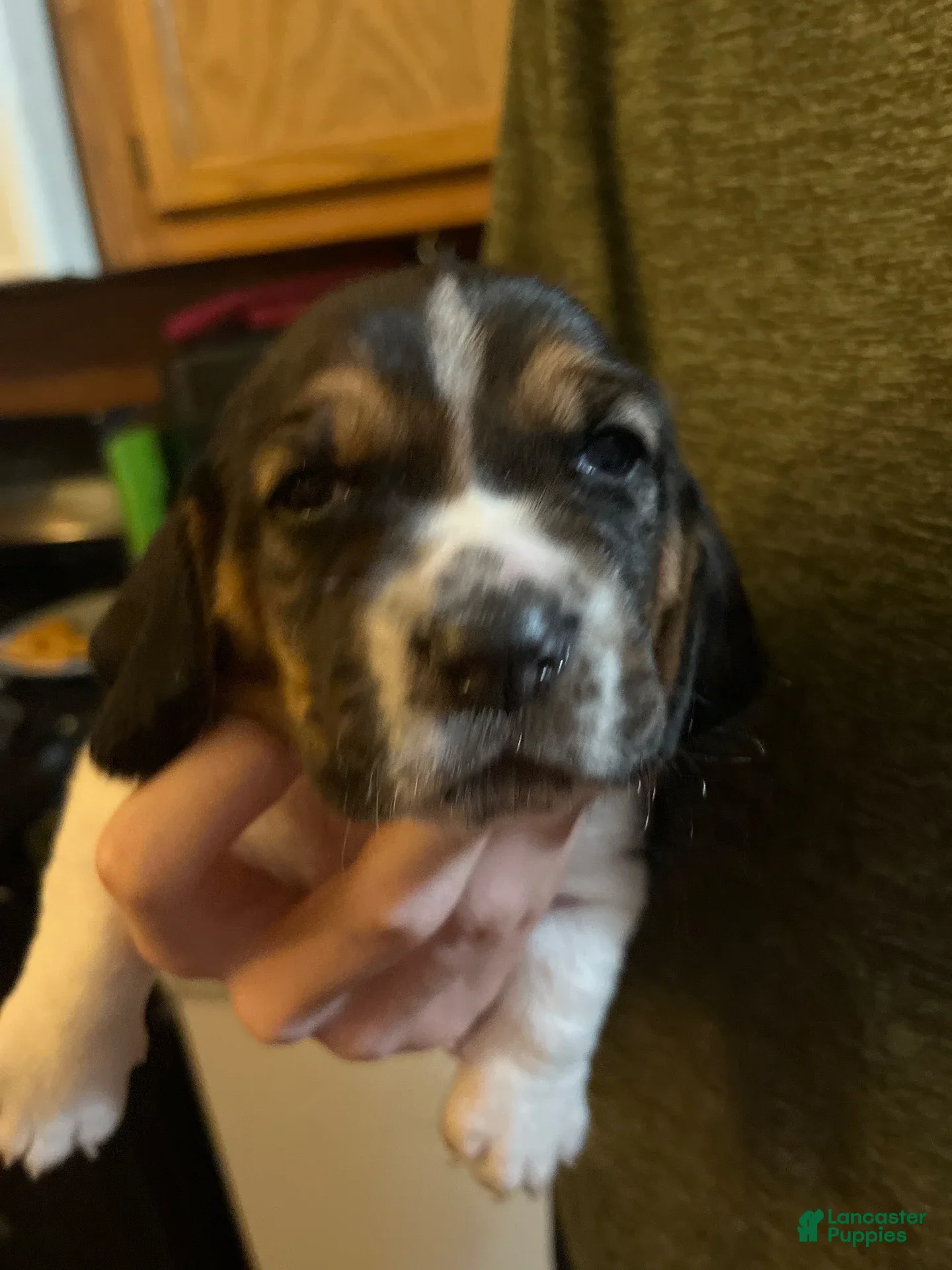 Basset Hound dogs Basset Hound 3-red collar - Ad 3