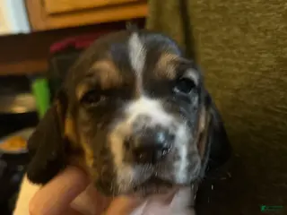 Basset Hound dogs Basset Hound 3-red collar - Ad 42