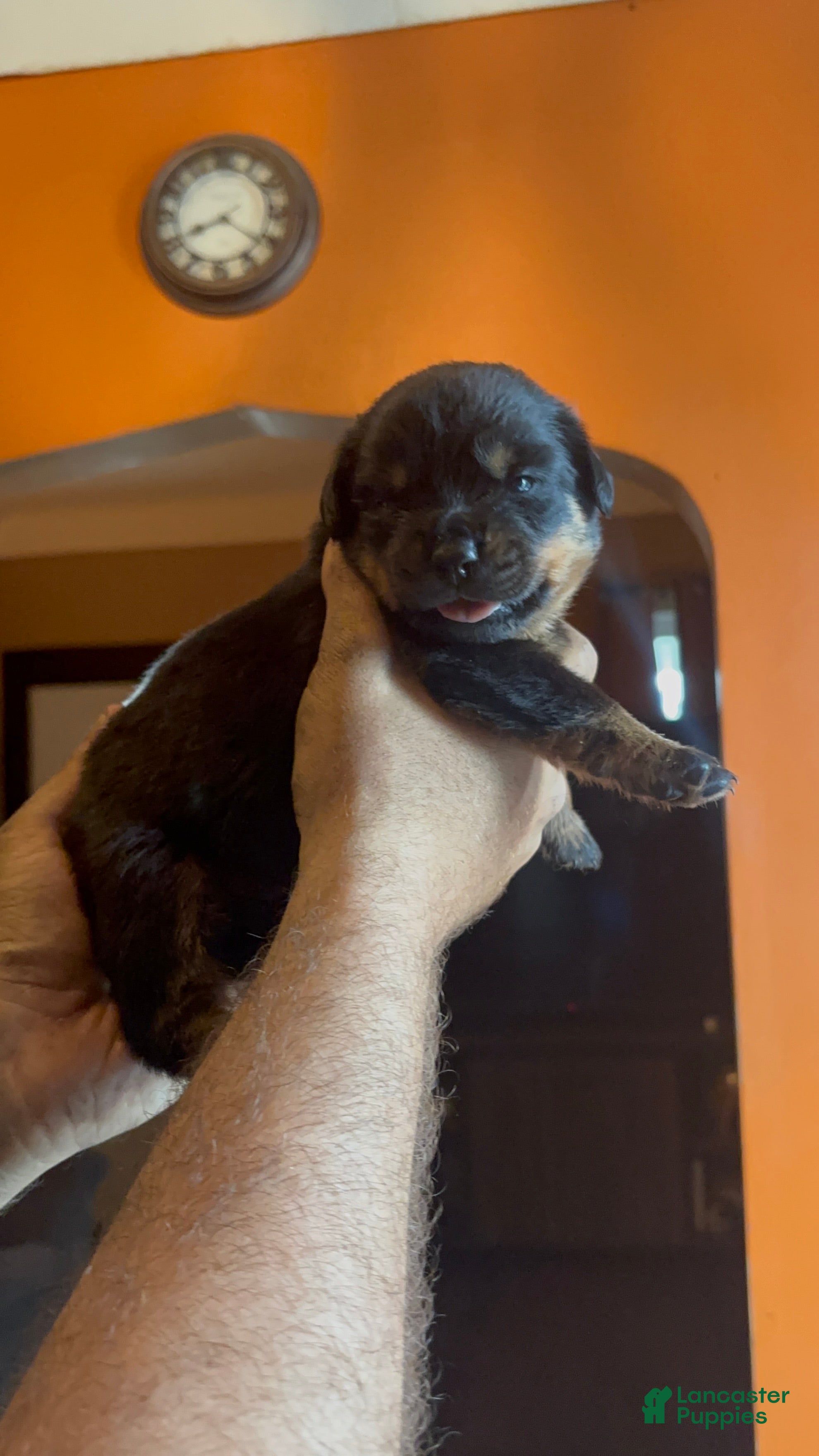 Rottweiler dogs Rottweiler Puppy 5 - Ad 1