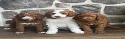 Goldendoodle dogs for sale: Joann  - Ad 5