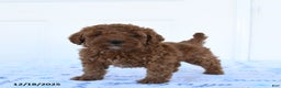 Miniature Poodle dogs for sale: Goose - Ad 4