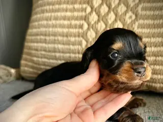 Miniature Dachshund dogs for sale: Betty - Ad 4