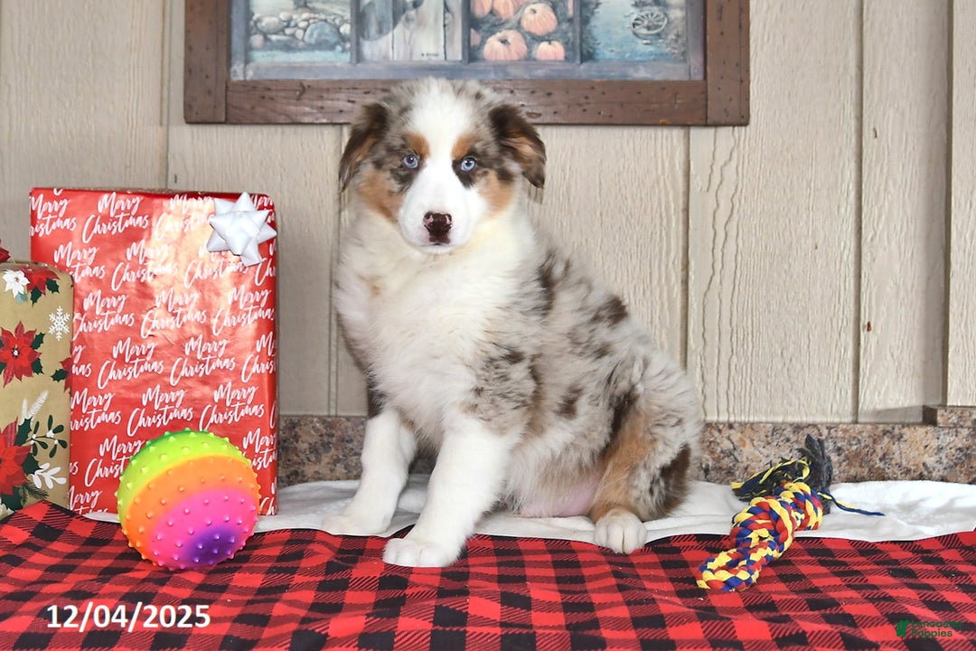 Australian Shepherd dogs for sale: Dusty - Ad 5