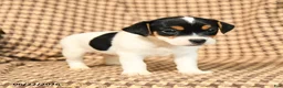 Jack Russell Terrier dogs for sale: Brandon - Ad 3