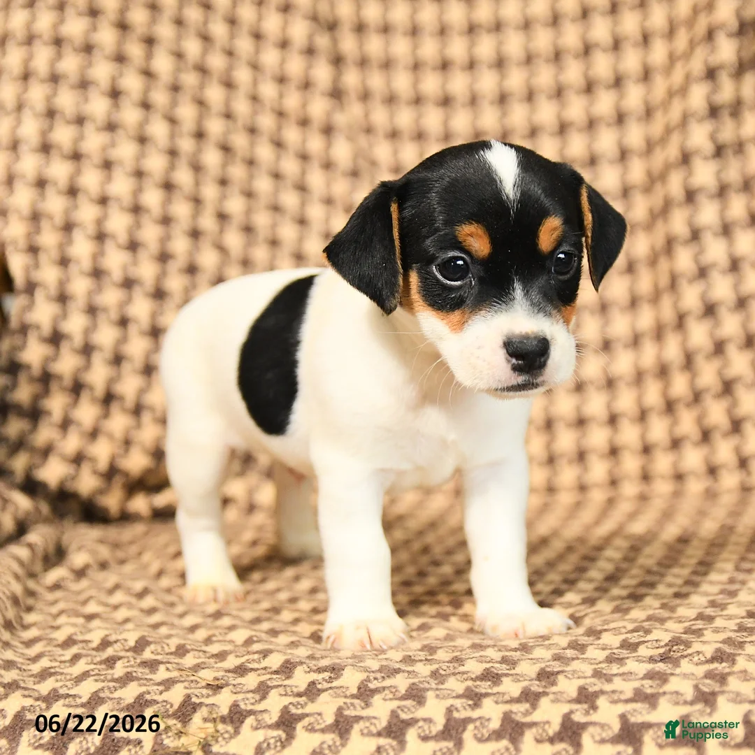 Jack Russell Terrier dogs for sale: Brandon - Ad 3