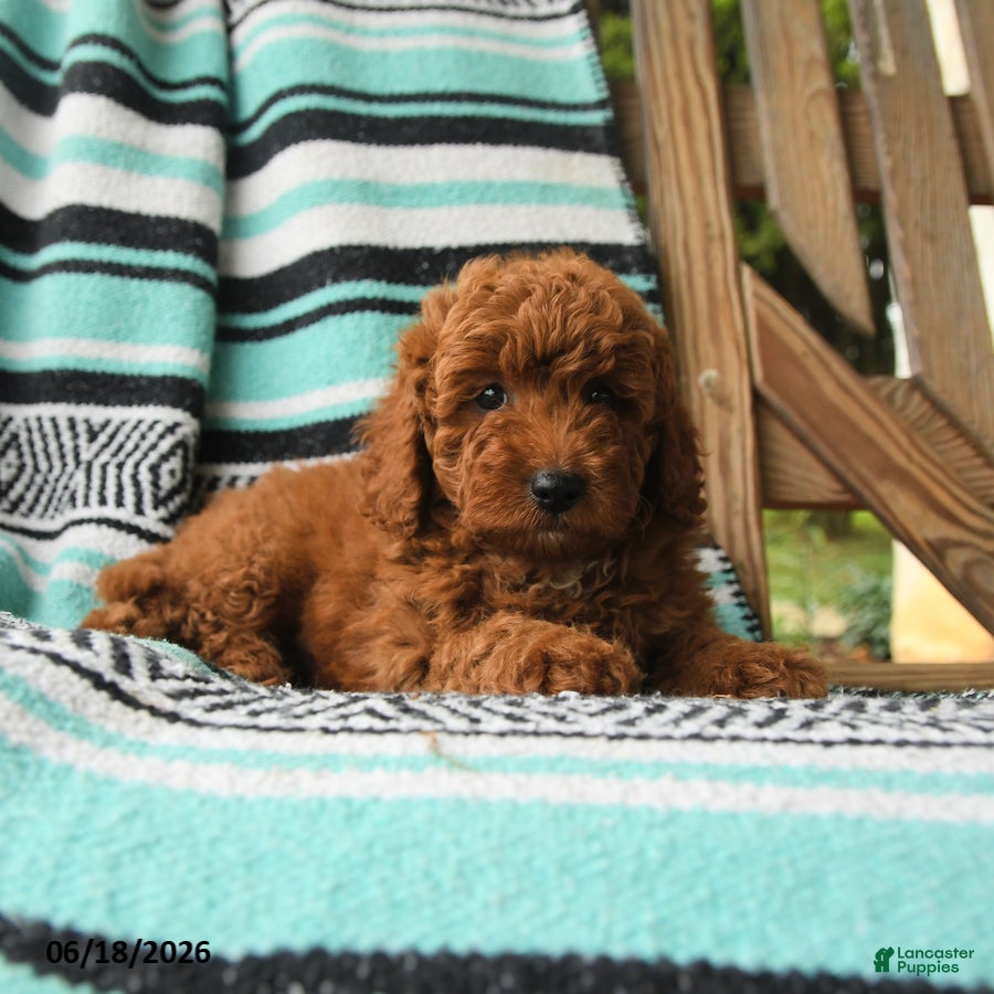 Cavapoo dogs Munchkin - Ad 2