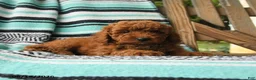 Cavapoo dogs for sale: Munchkin - Ad 2