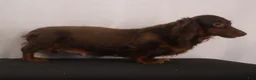 Dachshund dogs for sale: willie Jr  - Ad 15