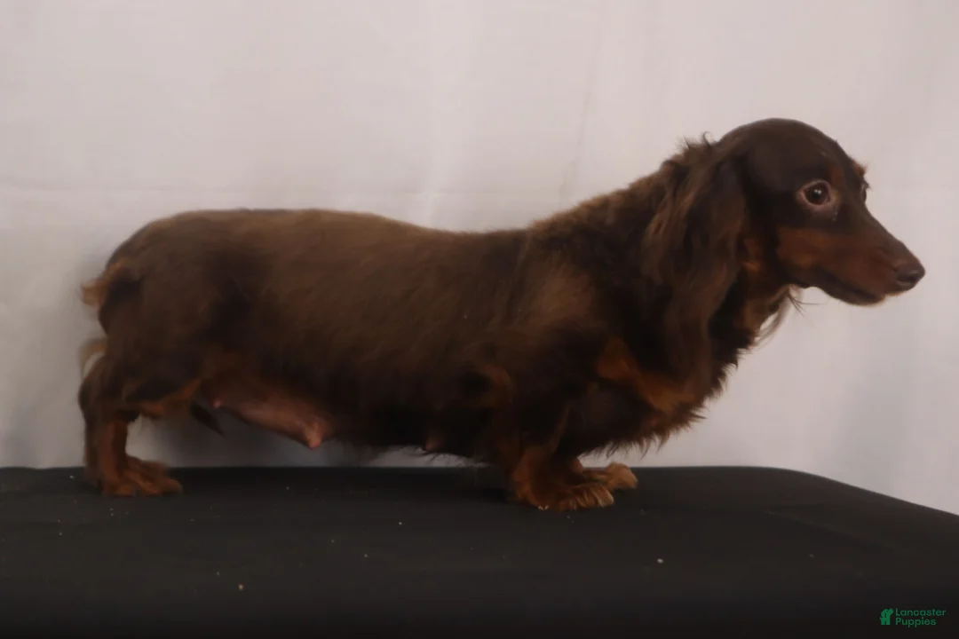 Dachshund dogs for sale: willie Jr  - Ad 15