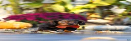 Miniature Dachshund dogs for sale: Frank - Ad 3