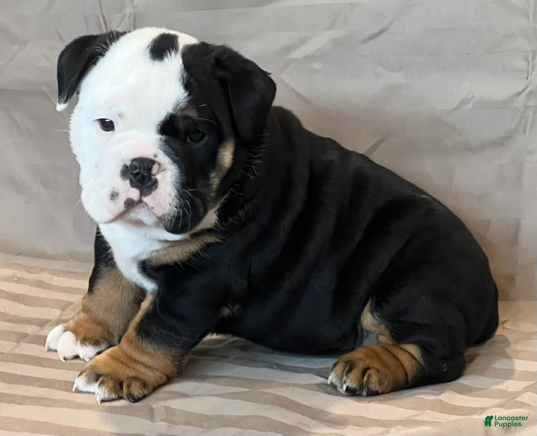 English Bulldog dogs for sale: Cupid - Ad 7