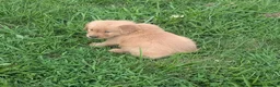 Golden Retriever dogs for sale: Rocky - Ad 5