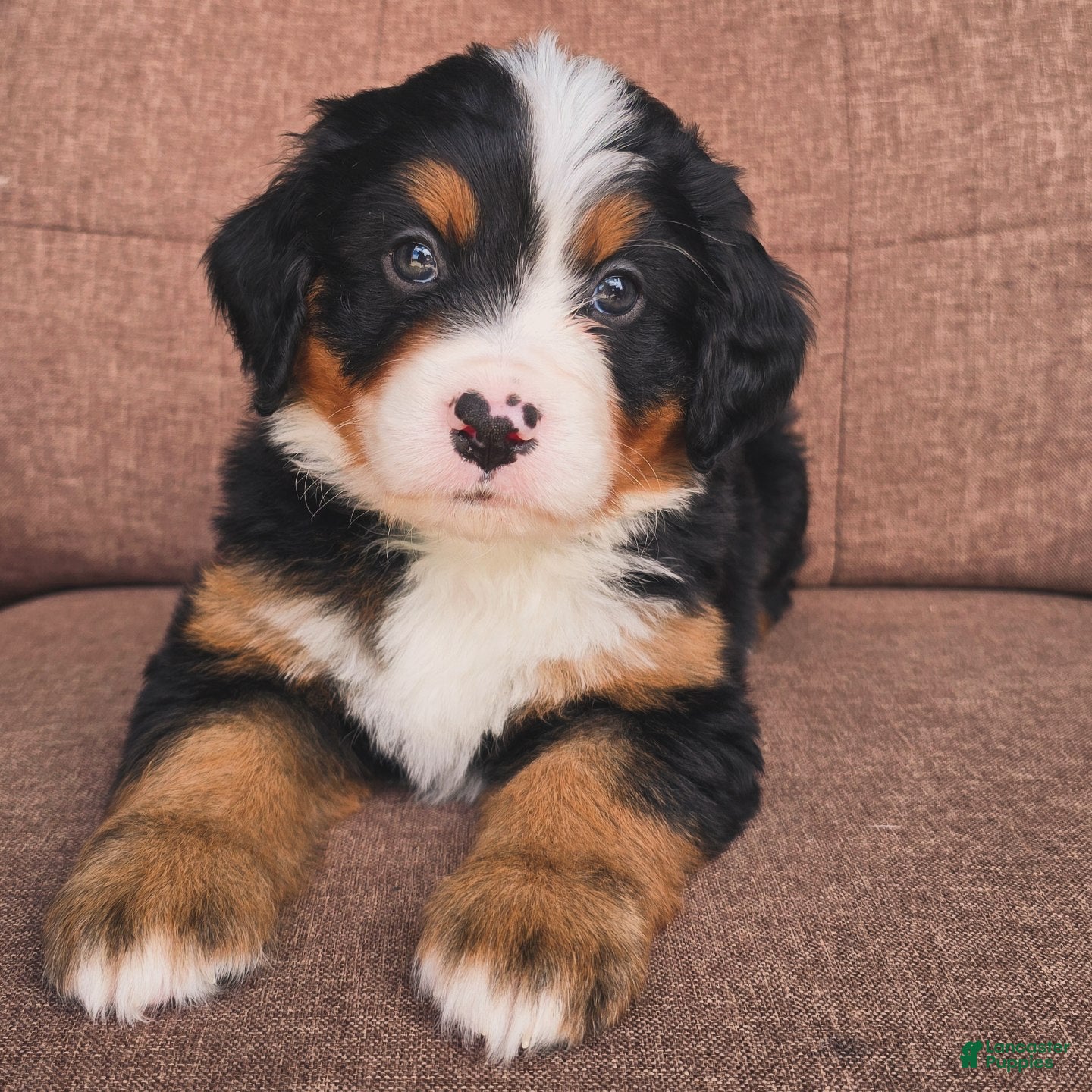 Miniature Bernese Mountain Dog dogs Mojito - Ad 1