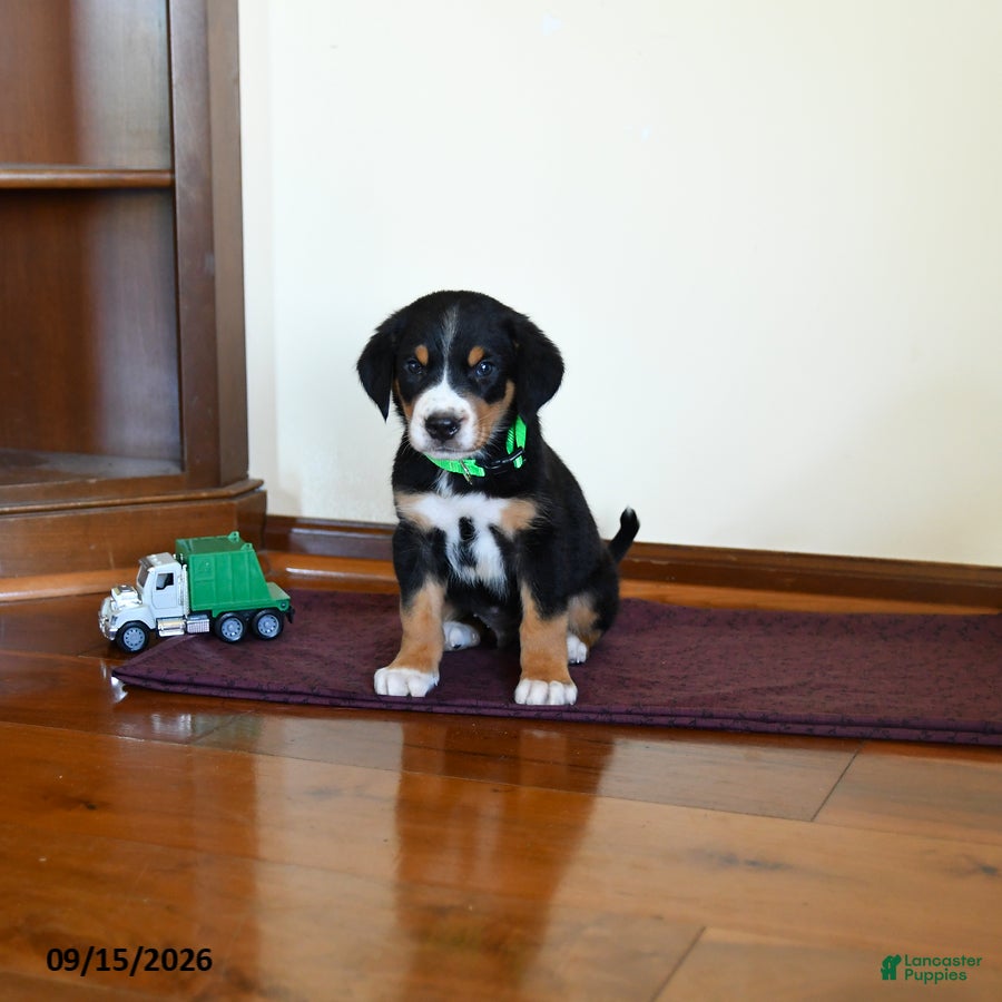 Greater Swiss Mountain Dog dogs Whiskey - Ad 2