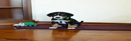 Greater Swiss Mountain Dog dogs for sale: Whiskey - Ad 2